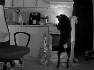 Pes způsobil požár na sporáku kuchyně bytu v panelovém domu, vše zachytila bezpečnostní kamera