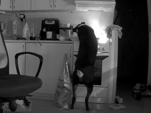 Pes způsobil požár na sporáku kuchyně bytu v panelovém domu, vše zachytila bezpečnostní kamera