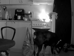 Pes způsobil požár na sporáku kuchyně bytu v panelovém domu, vše zachytila bezpečnostní kamera