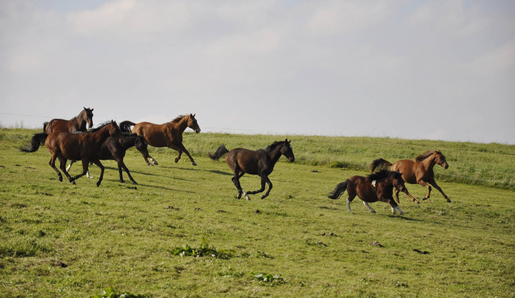 Někdy je eutanázie jediné řešení. Každému koni ale dám šanci, říká zakladatelka domova důchodců