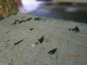 Myší exkrementy a špína. Inspektoři zavřeli v Aši prodejnu potravin