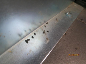 Myší exkrementy a špína. Inspektoři zavřeli v Aši prodejnu potravin