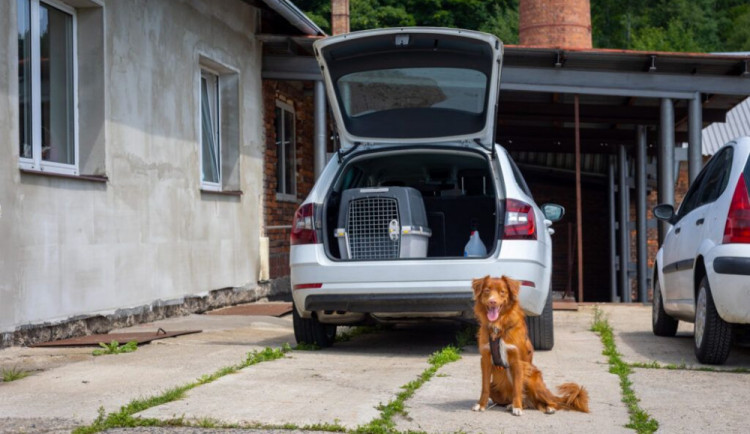 Jak bezpečně vozit psa v autě?