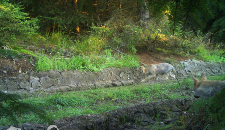 Vlkům se letos dařilo. Vyvedli mláďata v Lužických, Krušných horách i na Moravě