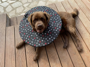 Chtěly usnadnit léčbu svým nemocným pejskům, vytvořily pro ně v době covidu geniální veterinární pomůcku