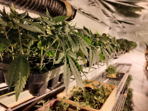 Policisté na Karlovarsku rozprášili obávaný drogový gang 