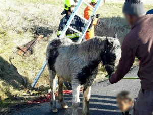 Velká záchranná akce v Krušných horách, do hluboké jámy u silnice zapadlo hříbě