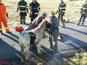 Velká záchranná akce v Krušných horách, do hluboké jámy u silnice zapadlo hříbě