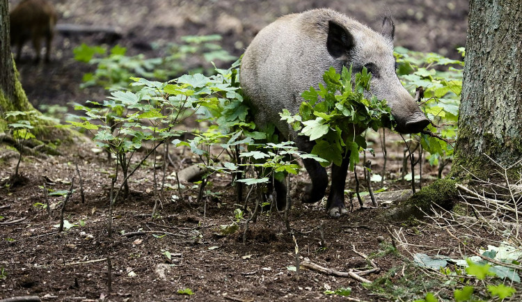 Velký lov přemnožených divokých prasat chystají Karlovy Vary, naháňky se zúčastní 25 střelců