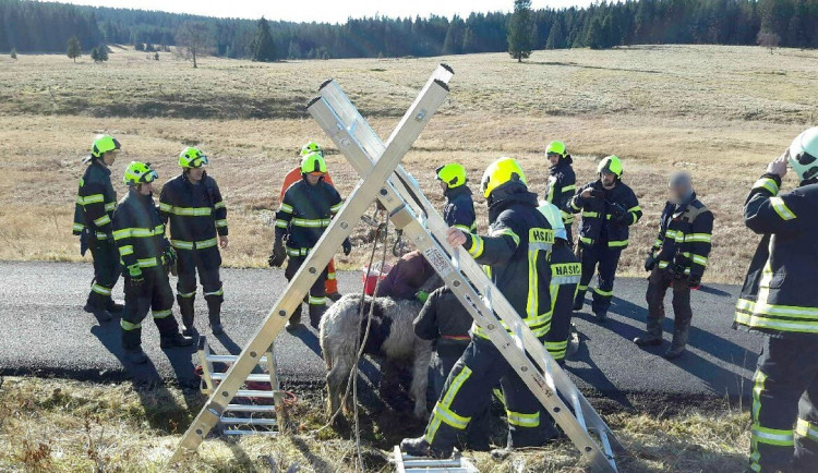 Velká záchranná akce v Krušných horách, do hluboké jámy u silnice zapadlo hříbě
