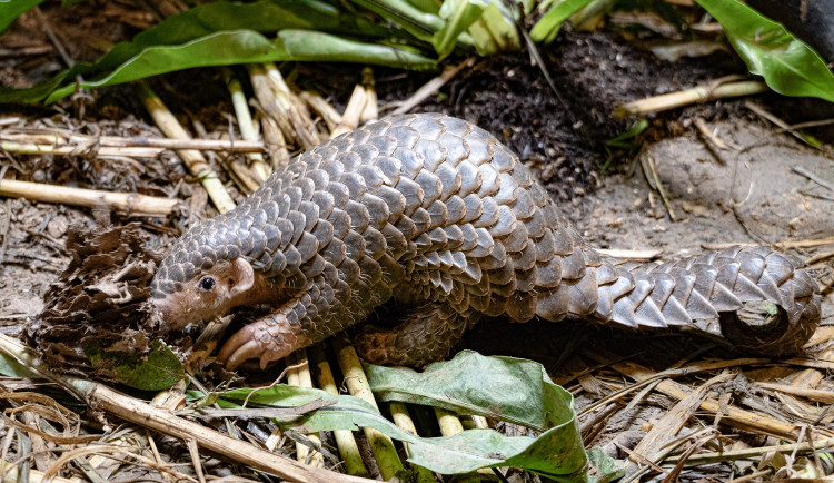Pražská zoologická zahrada přivítá v březnu dva luskouny z Taipeie
