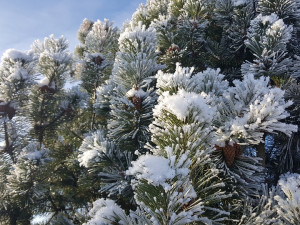 V pátek začne v Česku sněžit i v nižších a středních polohách