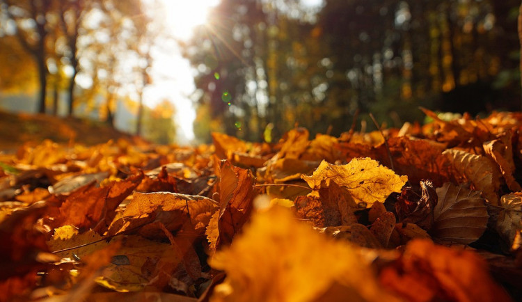 Letošní podzim patřil mezi nejteplejší za 247 let. V průměru bylo o skoro dva stupně tepleji