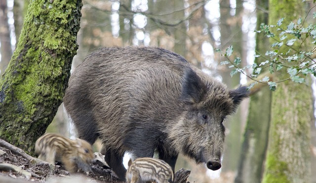 Oblast s intenzivním odlovem divočáků se kvůli africkému moru výrazně zvětšuje
