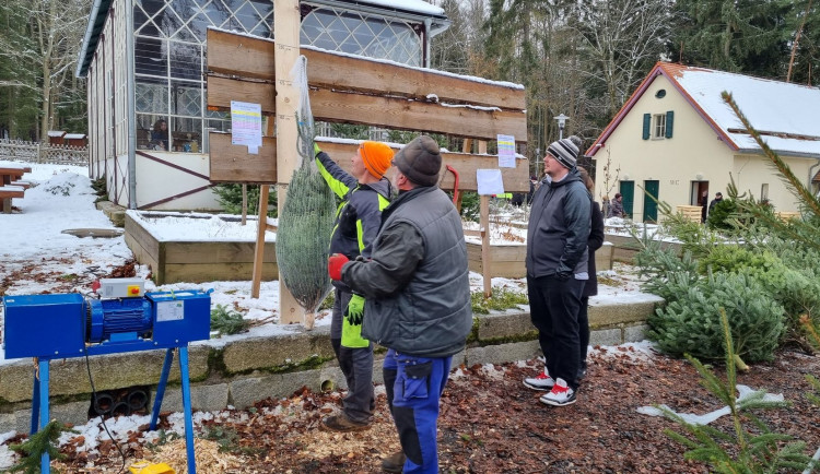 Vlastní stromky i kapry z místního rybníka nabízí karlovarské lázeňské lesy