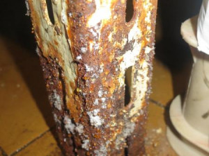 Mezi masem a párky žily myši. Chebské řeznictví má utrum