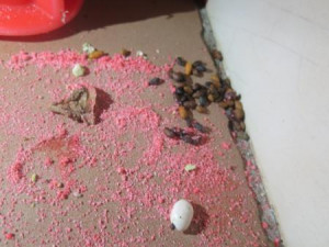 Mezi masem a párky žily myši. Chebské řeznictví má utrum