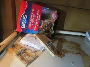 Mezi masem a párky žily myši. Chebské řeznictví má utrum