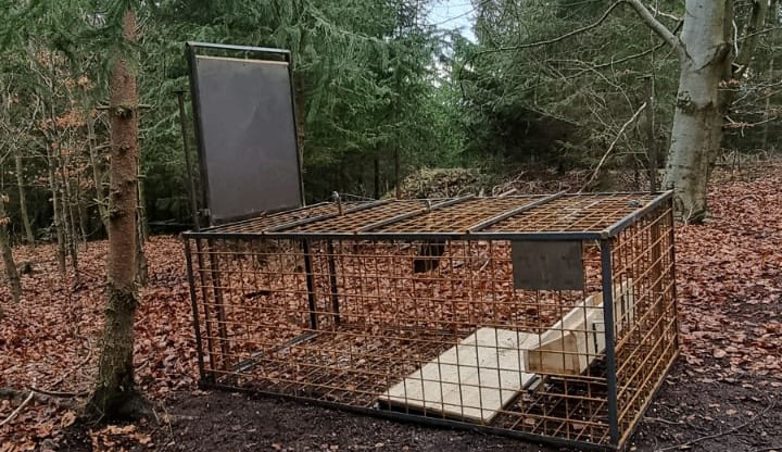 Jak na přemnožené divočáky? V lázeňských lesích instalují speciální pasti