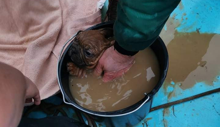 Smutný zásah hasičů. Štěně buldočka spadlo do šachty, několik hodin po vytažení zemřelo