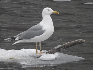 Vodní ptáci míří za potravou i do měst. Pozor na pečivo, při krmení platí několik zásad