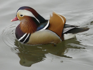 Vodní ptáci míří za potravou i do měst. Pozor na pečivo, při krmení platí několik zásad