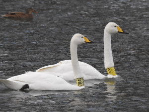 Vodní ptáci míří za potravou i do měst. Pozor na pečivo, při krmení platí několik zásad