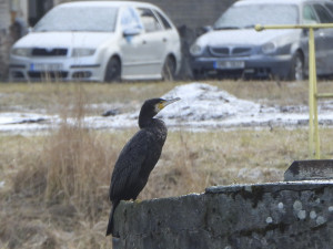 Vodní ptáci míří za potravou i do měst. Pozor na pečivo, při krmení platí několik zásad
