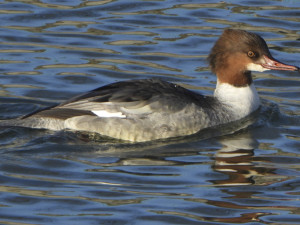 Vodní ptáci míří za potravou i do měst. Pozor na pečivo, při krmení platí několik zásad