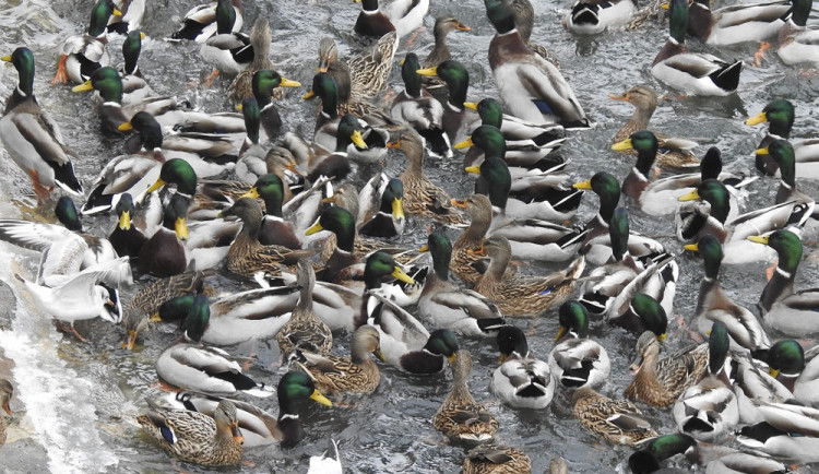 Vodní ptáci míří za potravou i do měst. Pozor na pečivo, při krmení platí několik zásad