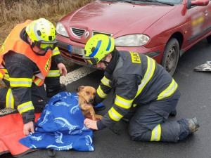 Hasiči vyprošťovali sraženého a zraněného psa, který zůstal zaklíněný pod automobilem
