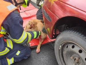 Hasiči vyprošťovali sraženého a zraněného psa, který zůstal zaklíněný pod automobilem