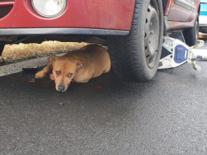 Hasiči vyprošťovali sraženého a zraněného psa, který zůstal zaklíněný pod automobilem