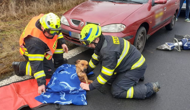 Hasiči vyprošťovali sraženého a zraněného psa, který zůstal zaklíněný pod automobilem