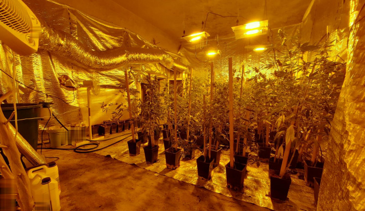 Muž doma pěstoval tři stovky rostlin konopí. Hrozí mu až deset let vězení