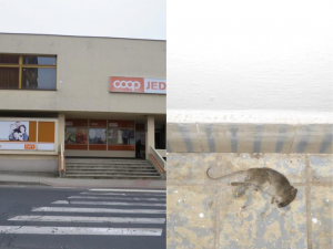 Sklad prodejny potravin na Karlovarsku byl plný mrtvých myší