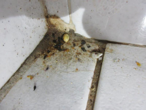 Inspektoři cítili v restauraci na Karlovarsku pach myšiny. Našli trus hlodavců