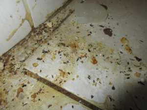 Inspektoři cítili v restauraci na Karlovarsku pach myšiny. Našli trus hlodavců