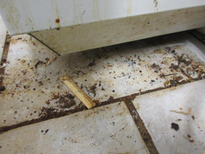 Inspektoři cítili v restauraci na Karlovarsku pach myšiny. Našli trus hlodavců