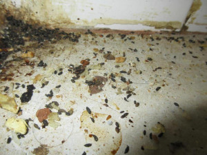 Inspektoři cítili v restauraci na Karlovarsku pach myšiny. Našli trus hlodavců