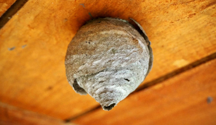 Vosy a sršni bývají nezvanými návštěvníky našich obydlí. Hasiči radí, jak se hnízda bezpečně zbavit