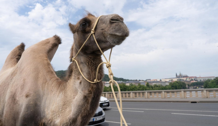 Prahou prošli velbloudi. Pivovar upozornil na nedostatek vody