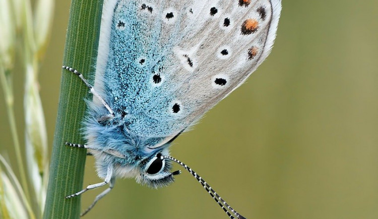 butterfly-gba252446b_1280