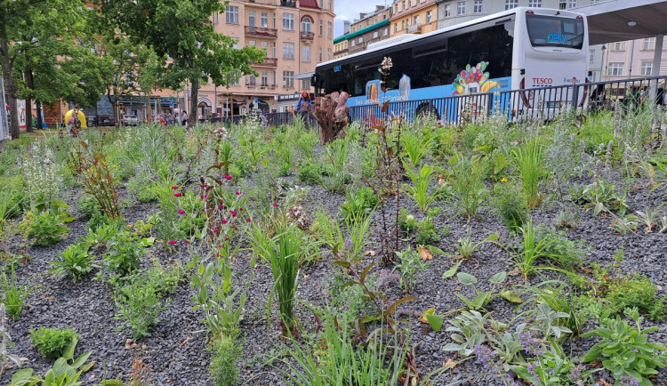 Karlovarská Varšavská ulice je zelenějsí, u terminálu jsou tisíce trvalek