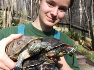 Nezodpovědní majitelé vypouští nechtěné želvy do přírody, nepůvodní plaz představuje velké riziko