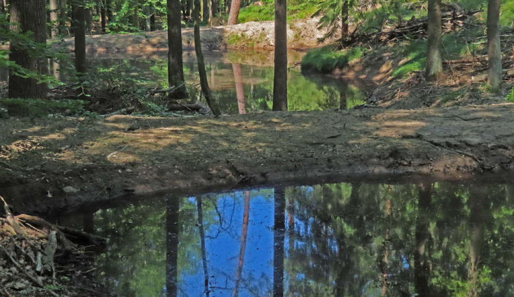 Karlovy Vary plánují v lázeňských lesích budování tůní a mokřadů. Důvodem je ekologická stabilita