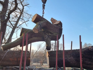 Z 200 let starého dubu pokáceného vichřicí už vznikla dětské prolézačka, řezbáři využijí i zbývající dřevo