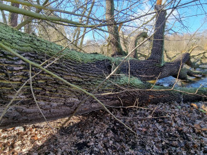 Z 200 let starého dubu pokáceného vichřicí už vznikla dětské prolézačka, řezbáři využijí i zbývající dřevo