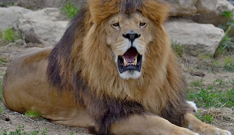 Táborský lev Simba oslavil dvanáctiny. Ve výběhu žije se lvicí Luenou