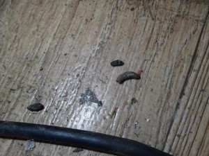 Inspektoři tepali sokolovského majitele zmrzlinového stánku. Byl plný myšího trusu